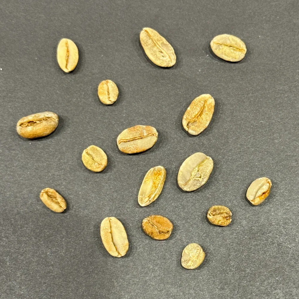 size distribution of the natural coffee