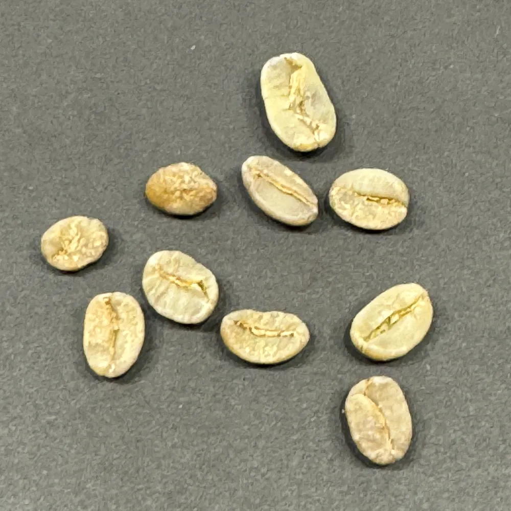green coffee beans el salvador size distribution