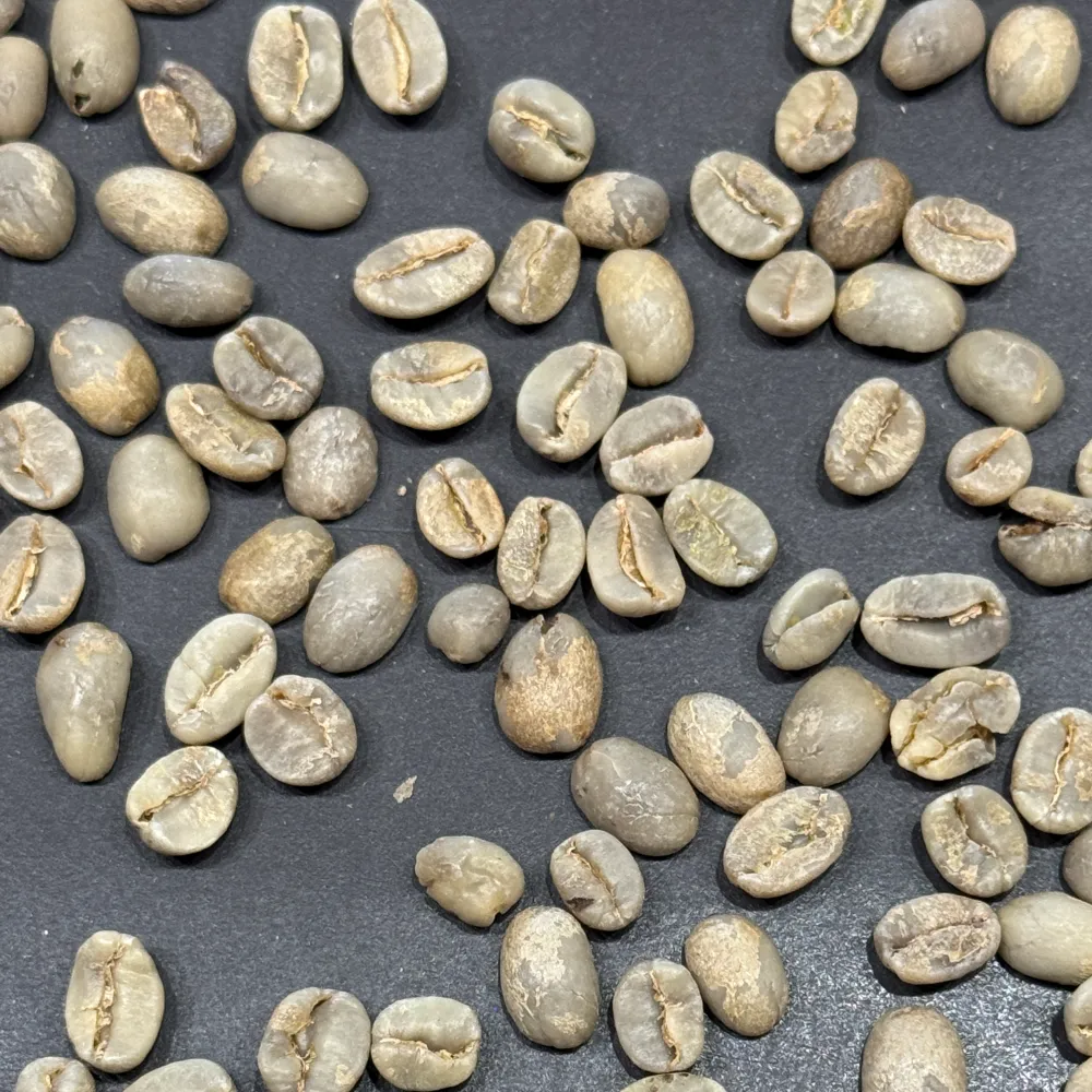 green coffee beans el salvador
